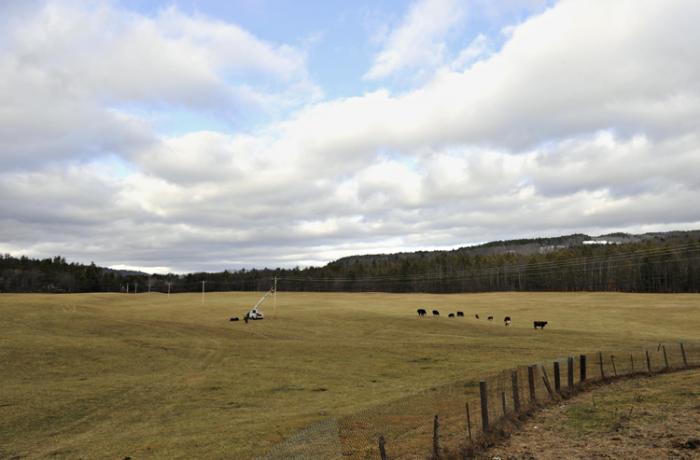 Aucoin crew in a cow pasture